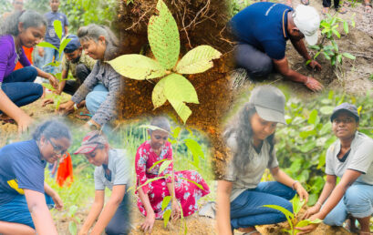 Tree Plantation Program